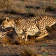 Illustration for article titled Pound for pound, the fastest land animal is a mite